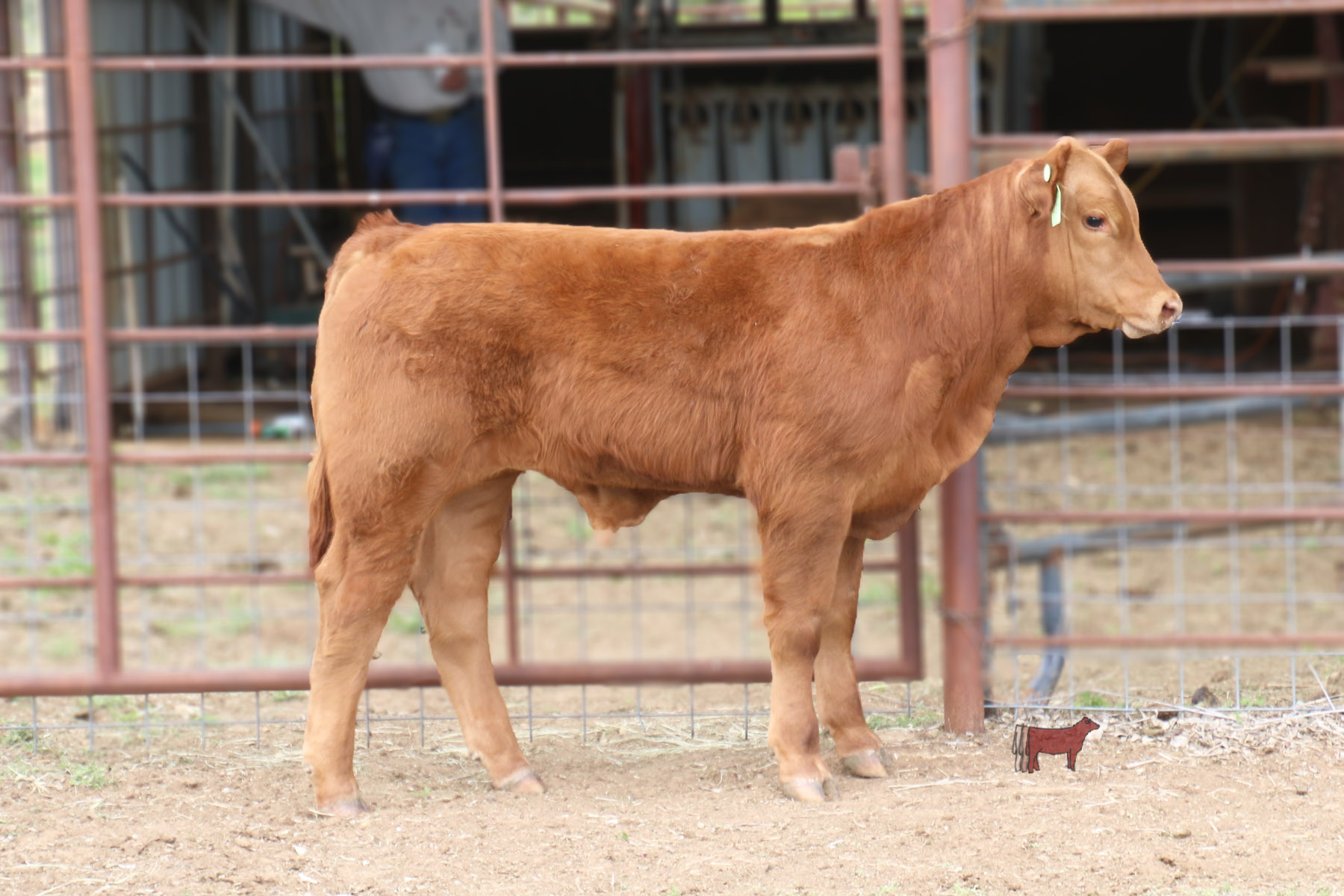 Lot 8 Gert/ABC Steer Cattle In Motion Cattle Auctions Live